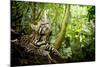 Ocelot looking up, Costa Rica, Central America-Paul Williams-Mounted Photographic Print