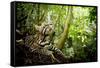 Ocelot looking up, Costa Rica, Central America-Paul Williams-Framed Stretched Canvas