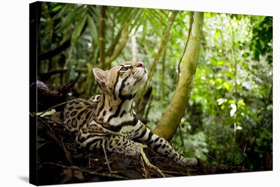 Ocelot looking up, Costa Rica, Central America-Paul Williams-Stretched Canvas