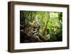 Ocelot looking up, Costa Rica, Central America-Paul Williams-Framed Photographic Print