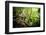 Ocelot looking up, Costa Rica, Central America-Paul Williams-Framed Photographic Print