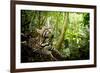 Ocelot looking up, Costa Rica, Central America-Paul Williams-Framed Photographic Print