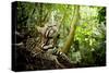 Ocelot looking up, Costa Rica, Central America-Paul Williams-Stretched Canvas