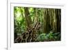 Ocelot on forest floor, Costa Rica, Central America-Paul Williams-Framed Photographic Print