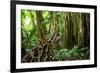 Ocelot on forest floor, Costa Rica, Central America-Paul Williams-Framed Photographic Print