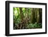 Ocelot on forest floor, Costa Rica, Central America-Paul Williams-Framed Photographic Print