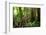 Ocelot on forest floor, Costa Rica, Central America-Paul Williams-Framed Photographic Print