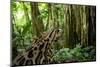 Ocelot on forest floor, Costa Rica, Central America-Paul Williams-Mounted Photographic Print