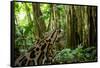 Ocelot on forest floor, Costa Rica, Central America-Paul Williams-Framed Stretched Canvas