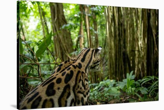 Ocelot on forest floor, Costa Rica, Central America-Paul Williams-Stretched Canvas