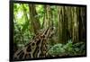 Ocelot on forest floor, Costa Rica, Central America-Paul Williams-Framed Photographic Print