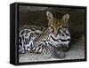 Ocelot Portrait, Resting in the Shade of a Cave. Arizona, USA-Philippe Clement-Framed Stretched Canvas