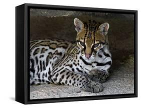 Ocelot Portrait, Resting in the Shade of a Cave. Arizona, USA-Philippe Clement-Framed Stretched Canvas