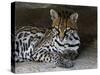 Ocelot Portrait, Resting in the Shade of a Cave. Arizona, USA-Philippe Clement-Stretched Canvas