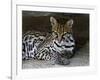 Ocelot Portrait, Resting in the Shade of a Cave. Arizona, USA-Philippe Clement-Framed Photographic Print