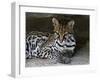 Ocelot Portrait, Resting in the Shade of a Cave. Arizona, USA-Philippe Clement-Framed Photographic Print