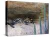 Ocelot Resting in the Shade of a Cave. Arizona, USA-Philippe Clement-Stretched Canvas