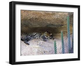 Ocelot Resting in the Shade of a Cave. Arizona, USA-Philippe Clement-Framed Photographic Print