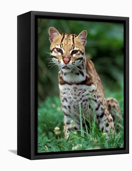 Ocelot Sitting in Grass-Art Wolfe-Framed Stretched Canvas