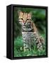 Ocelot Sitting in Grass-Art Wolfe-Framed Stretched Canvas