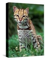 Ocelot Sitting in Grass-Art Wolfe-Stretched Canvas