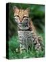 Ocelot Sitting in Grass-Art Wolfe-Stretched Canvas