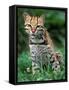 Ocelot Sitting in Grass-Art Wolfe-Framed Stretched Canvas