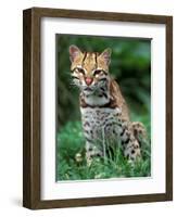 Ocelot Sitting in Grass-Art Wolfe-Framed Photographic Print