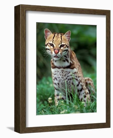 Ocelot Sitting in Grass-Art Wolfe-Framed Photographic Print