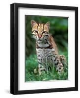 Ocelot Sitting in Grass-Art Wolfe-Framed Photographic Print