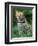 Ocelot Sitting in Grass-Art Wolfe-Framed Photographic Print