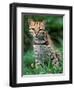 Ocelot Sitting in Grass-Art Wolfe-Framed Photographic Print