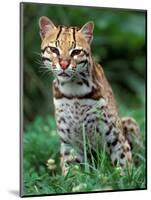 Ocelot Sitting in Grass-Art Wolfe-Mounted Photographic Print