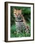 Ocelot Sitting in Grass-Art Wolfe-Framed Photographic Print