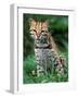 Ocelot Sitting in Grass-Art Wolfe-Framed Photographic Print