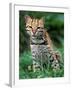 Ocelot Sitting in Grass-Art Wolfe-Framed Photographic Print