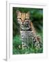 Ocelot Sitting in Grass-Art Wolfe-Framed Photographic Print