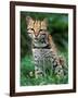 Ocelot Sitting in Grass-Art Wolfe-Framed Photographic Print