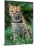 Ocelot Sitting in Grass-Art Wolfe-Mounted Photographic Print