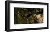 Ocelot Venture-Steve Hunziker-Framed Art Print