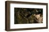 Ocelot Venture-Steve Hunziker-Framed Art Print