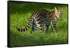 Ocelot-Darrell Gulin-Framed Stretched Canvas