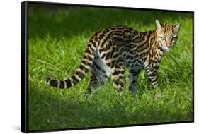 Ocelot-Darrell Gulin-Framed Stretched Canvas