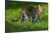 Ocelot-Darrell Gulin-Stretched Canvas