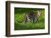 Ocelot-Darrell Gulin-Framed Photographic Print