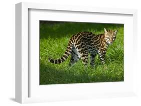 Ocelot-Darrell Gulin-Framed Photographic Print