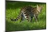 Ocelot-Darrell Gulin-Mounted Photographic Print