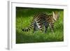 Ocelot-Darrell Gulin-Framed Photographic Print