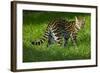 Ocelot-Darrell Gulin-Framed Photographic Print