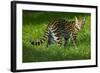 Ocelot-Darrell Gulin-Framed Photographic Print